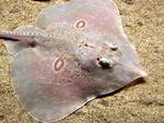 Skates Fish