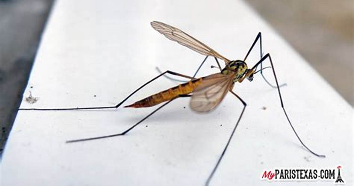Skeeter Eater