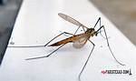 Skeeter Eater