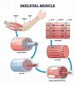 Skeletal Muscle Structure and Function