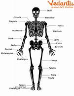 Skeleton Part