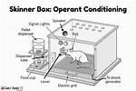 Skinner Theory