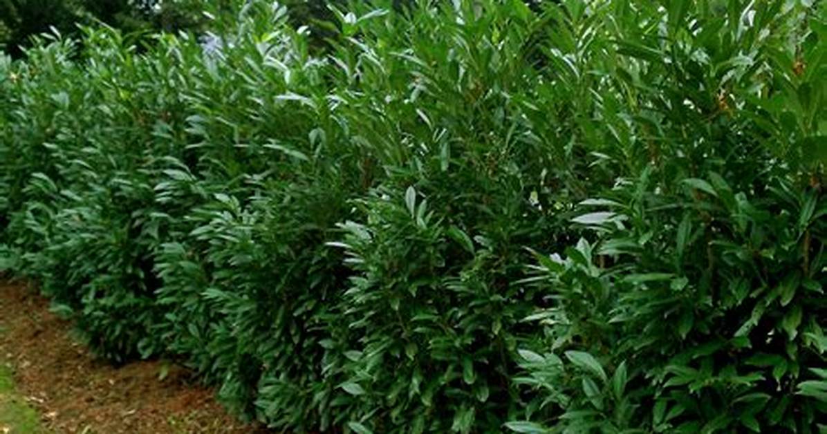 Skip Laurel Hedge