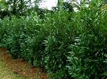 Skip Laurel Hedge