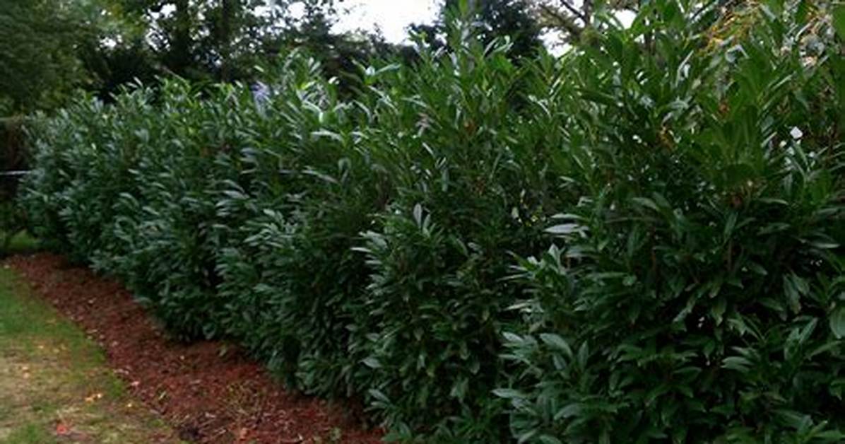 Skip Laurels
