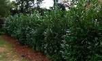 Skip Laurels