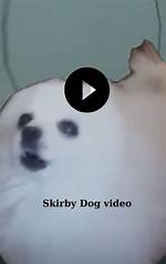 Skirby Dog Video: the Ultimate Guide to the Hilarious and Adorable Trend