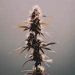 Skittles Strain