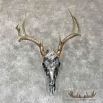 Skull Mount Deer