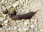Skunk Droppings