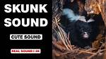 Skunk Sounds