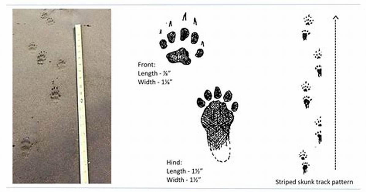 Skunk Tracks