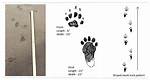 Skunk Tracks