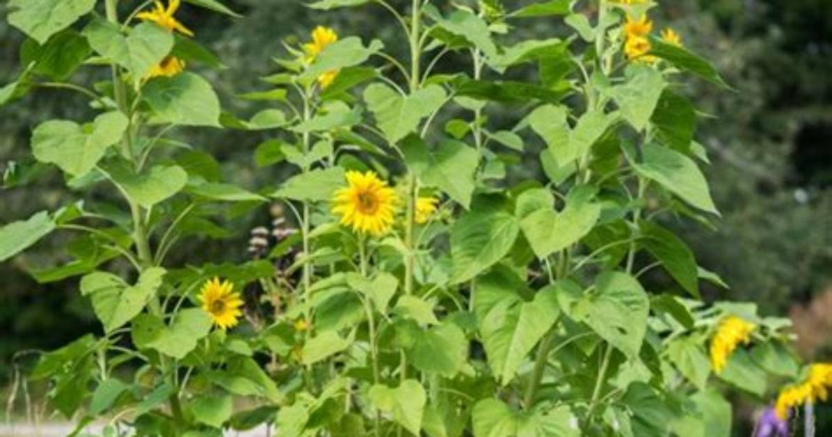 Skyscraper Sunflower