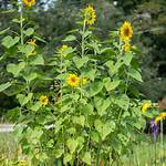 Skyscraper Sunflower