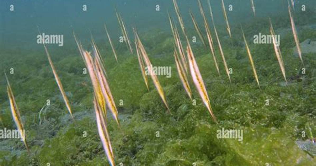 Slender Fish