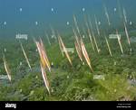 Slender Fish