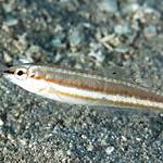 Slender Slippery Fish