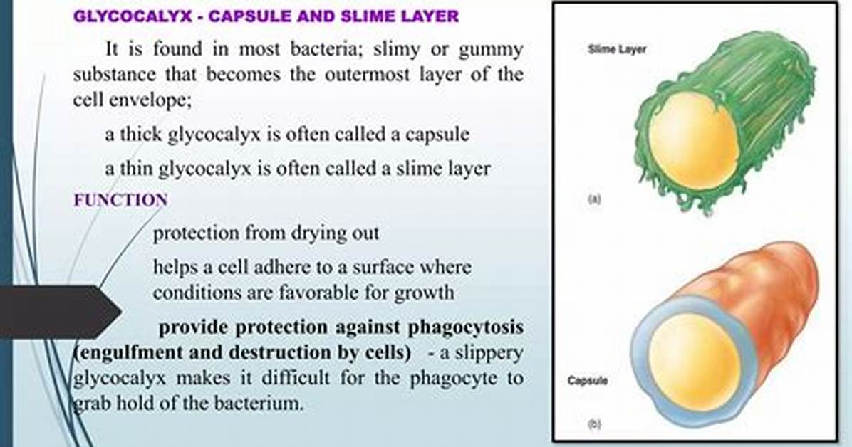 Slime Layer