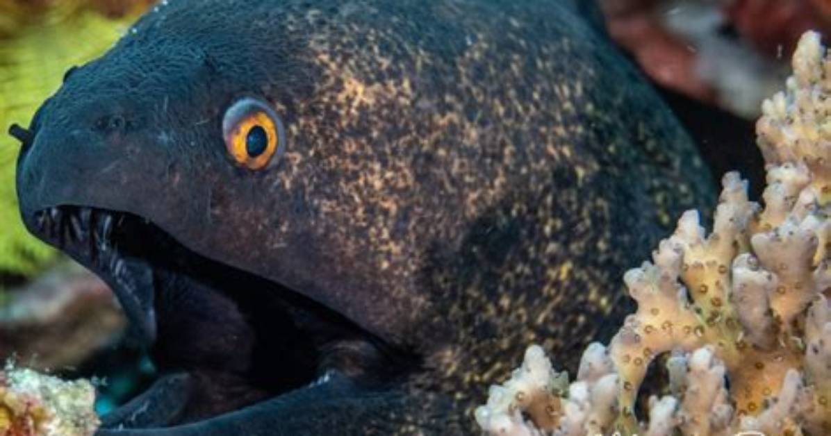 Slithery Fish