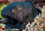 Slithery Fish