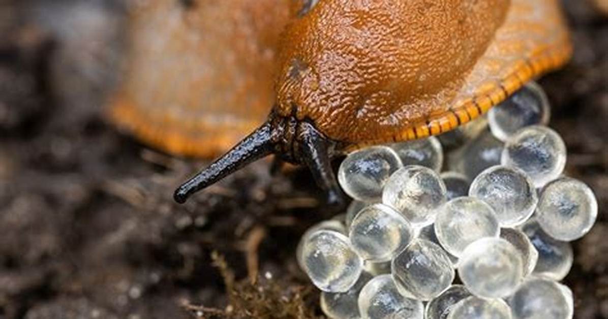 Slug Eggs