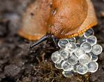 Slug Eggs
