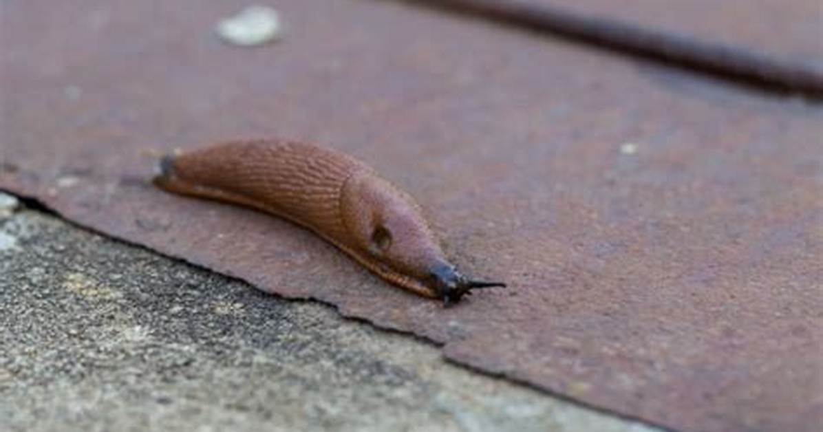 Slug Secretion