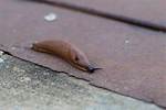 Slug Secretion