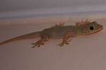 Small ___ (Chitchat)