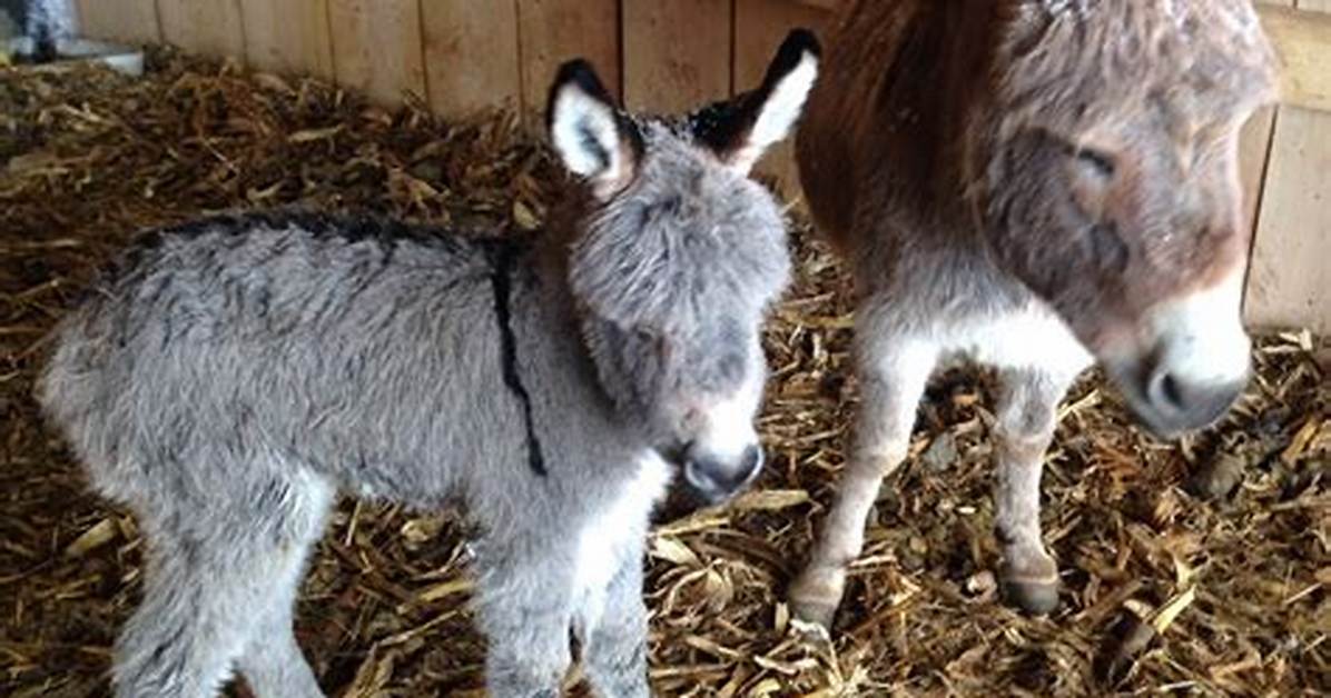 Small Donkey