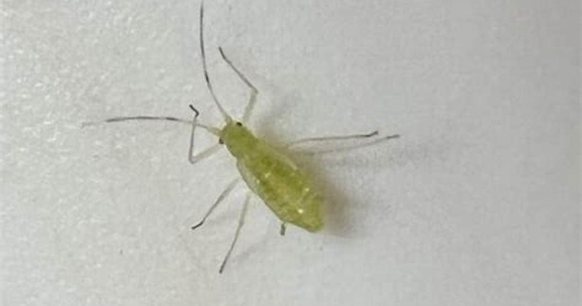 Small Green Bugs