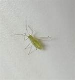 Small Green Bugs
