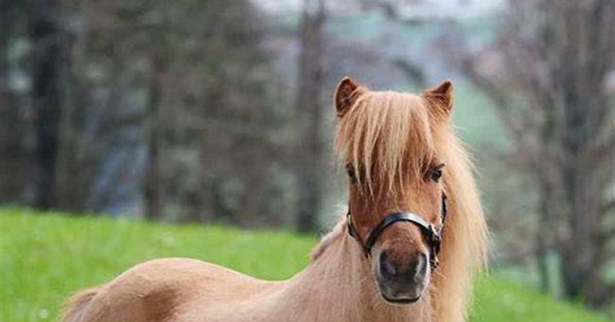 Small Horse