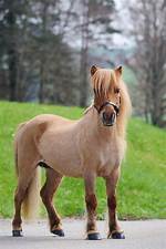 Small Horse