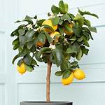 Small Lemon Tree