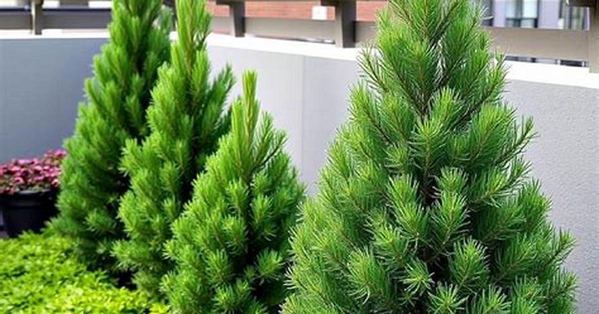 Small Pine Trees