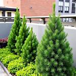 Small Pine Trees