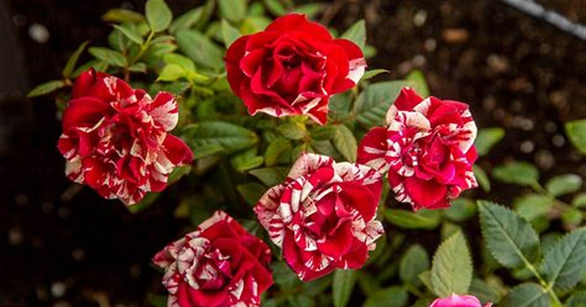 Small Roses
