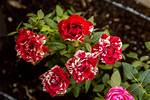 Small Roses