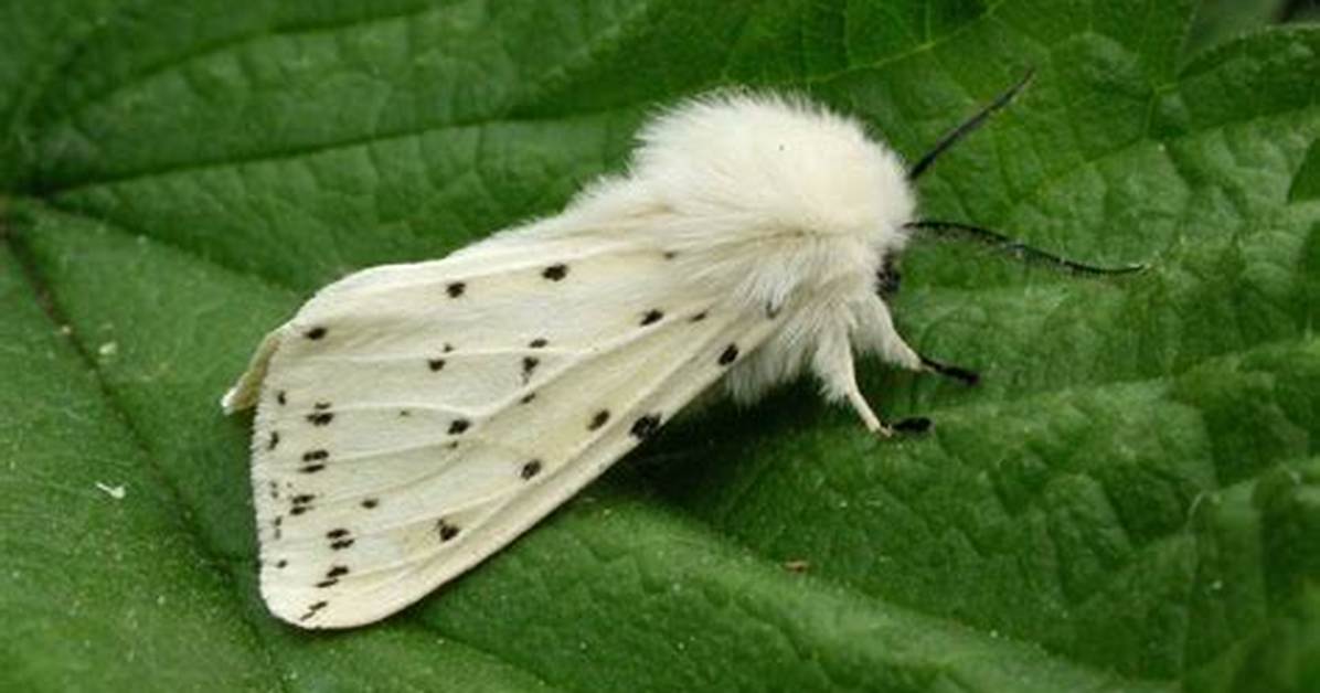 Small White Moth