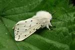 Small White Moth