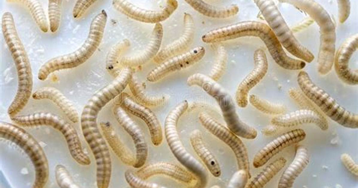 Small White Worms