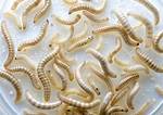 Small White Worms
