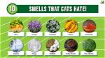 Smells That Cats Hate