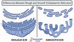 Smooth vs Rough Er