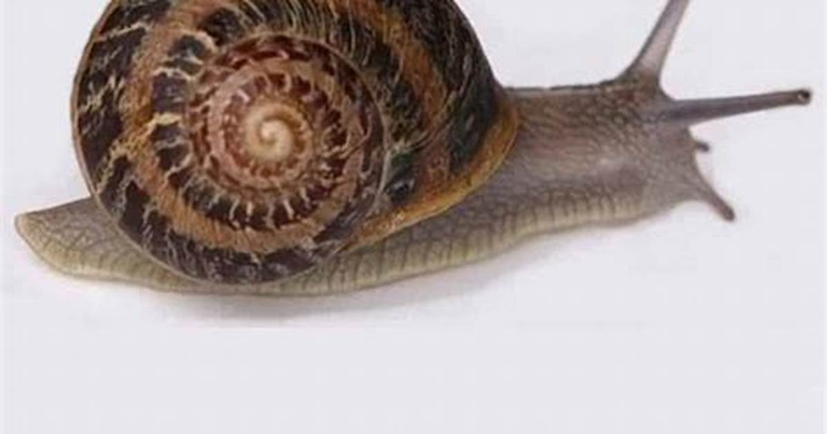 Snail Without Shell
