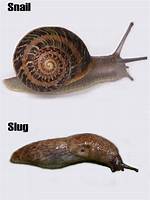 Snail Without Shell