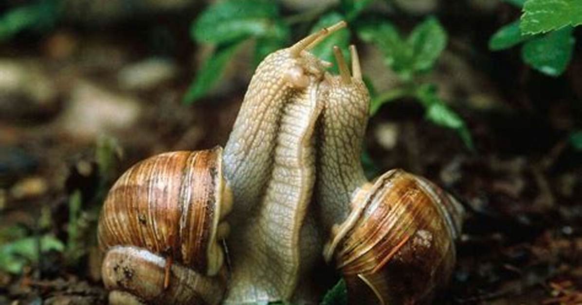 Snails Mating