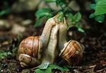 Snails Mating